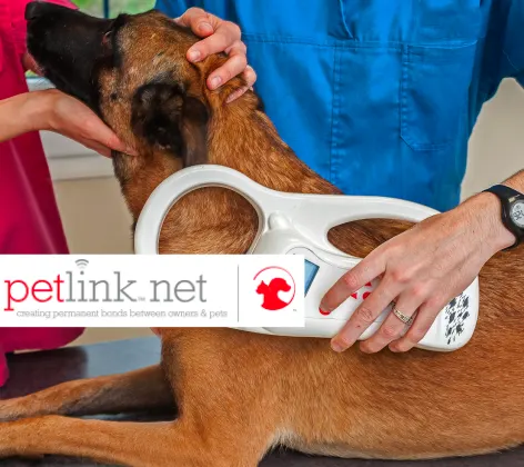 Microchipping dog with petlink logo